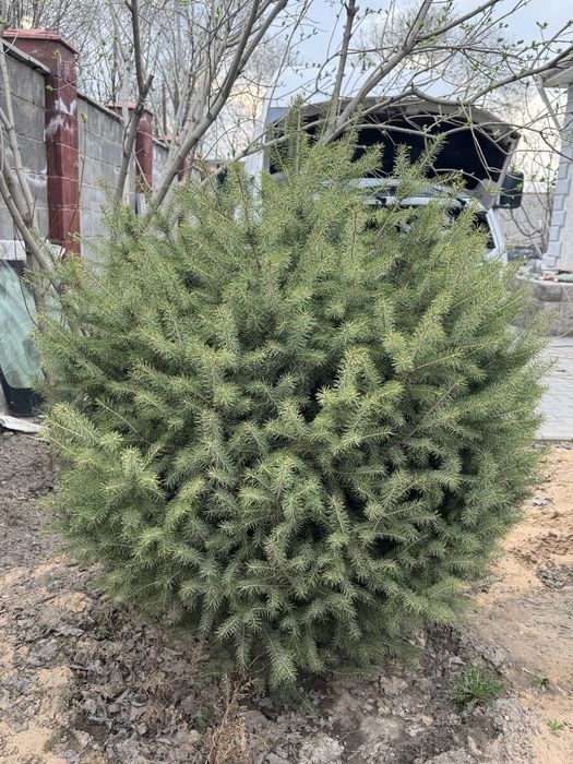 Ель Шренка, 1,4 метра