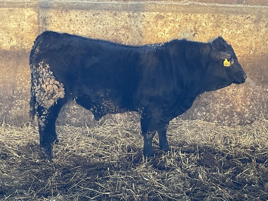 Taur angus de reproductie