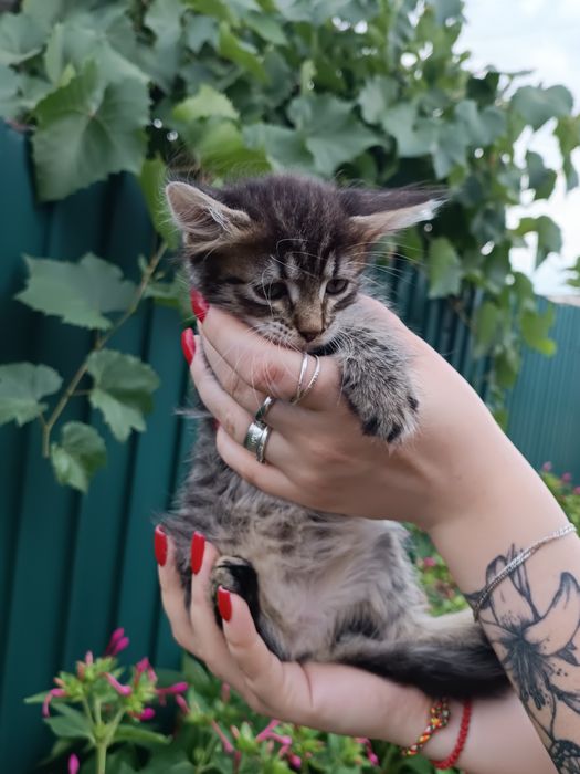 Отдадим котят даром в хорошие руки
