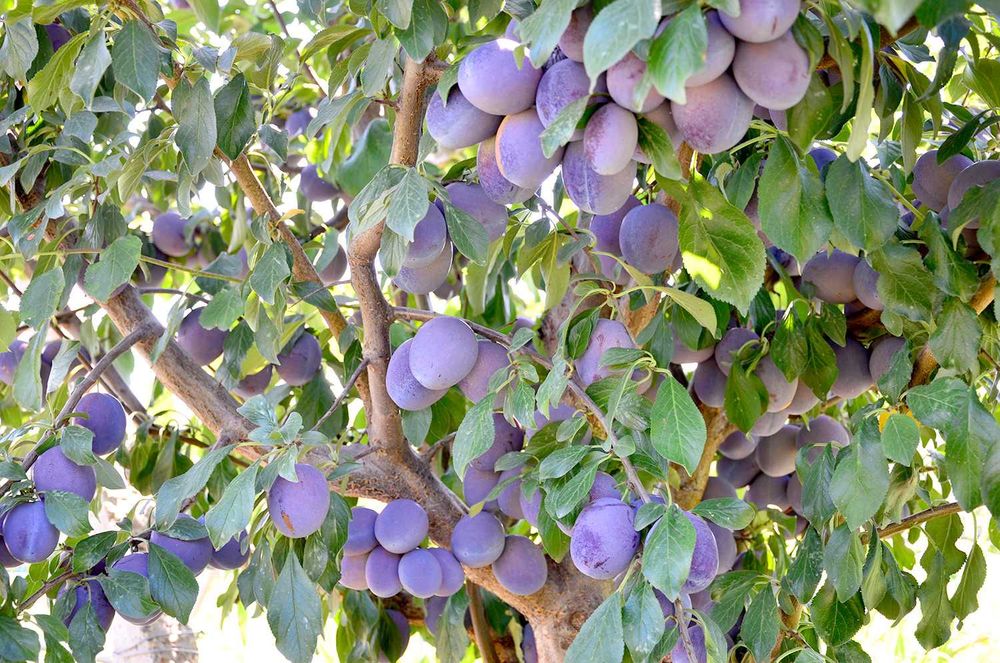 Prune de vanzare