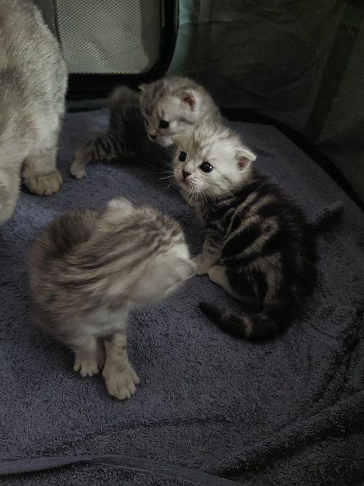 Скотиш страйт кот, вязка