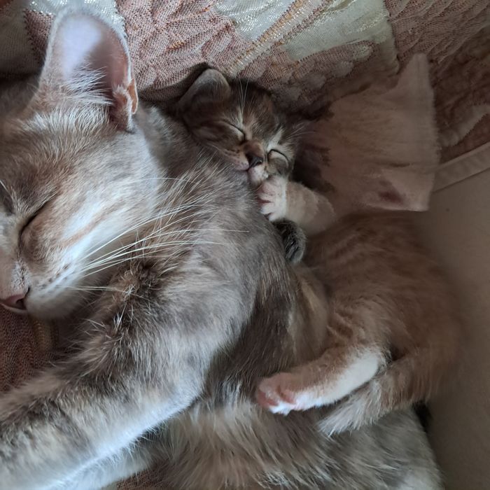 Отдам котят в добрые руки бесплатно