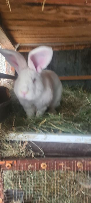 Vând iepuri Uriaș German alb