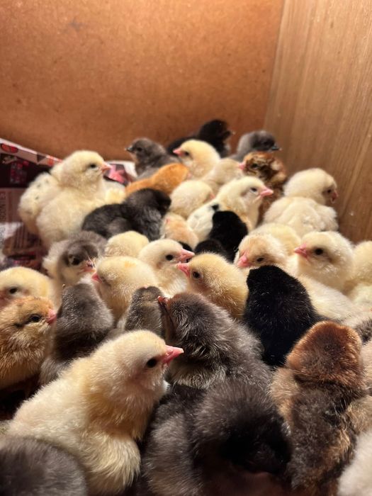Продаются цыплята вылупились 22апреля