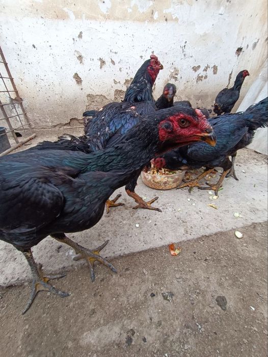 Мокилар сотилади