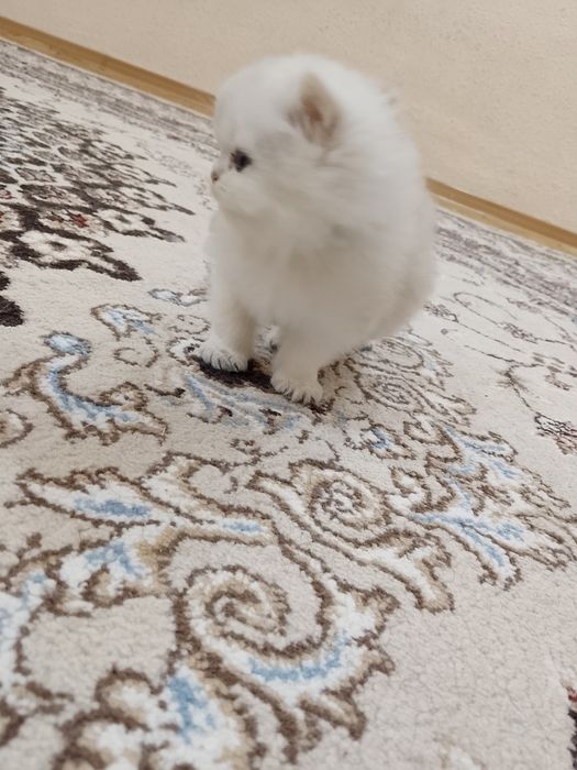 Shinshilla og'il bola 3oyli oxirgi narxi oylab korib tel qilila i