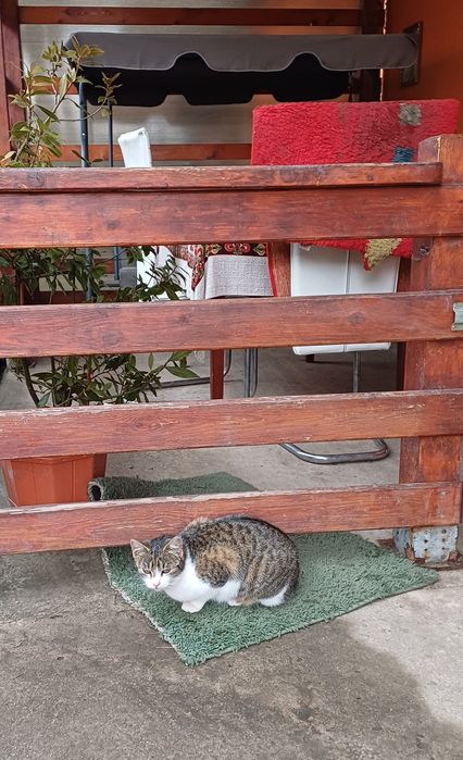 Donez 2 pisicute dragalase