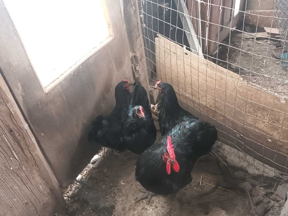Pereche australorp negru!