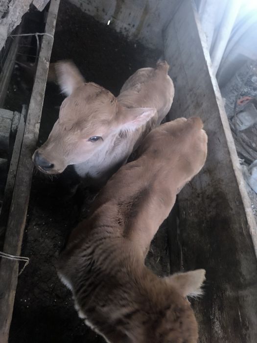 Бұзау, Алатау, қол ұрықтан түскен, енесі 30 л сүт беріп тұр, телка