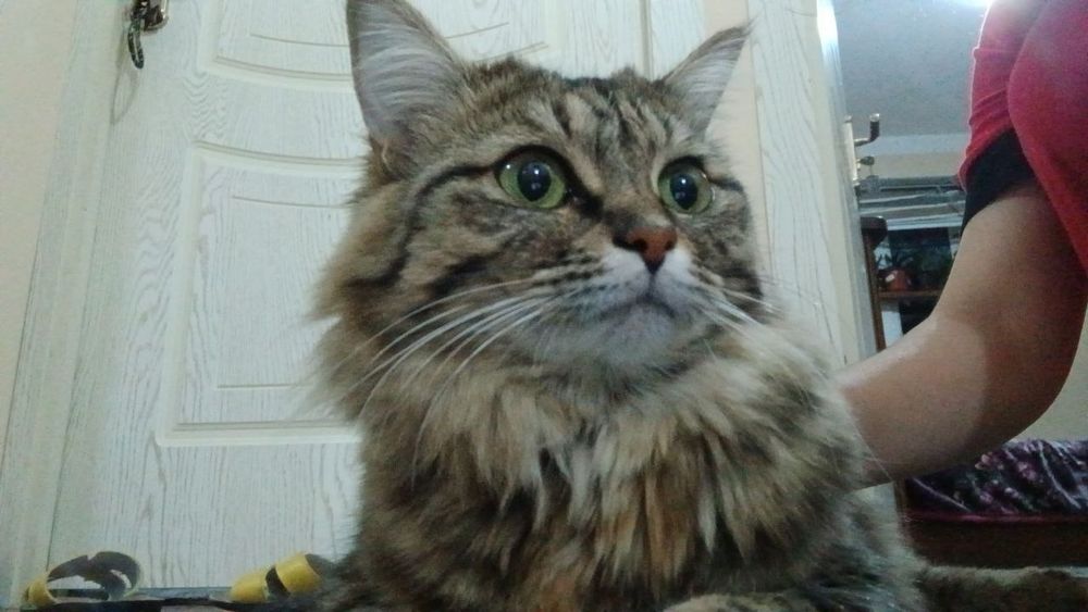 Sotiladi toza uyda domda boqilgan zoti sibiriskiy