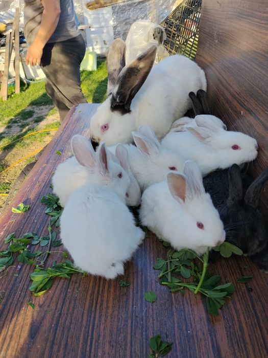 Pui de iepure urias de transilvania