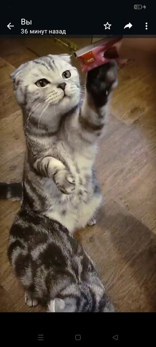 Передержка кошек