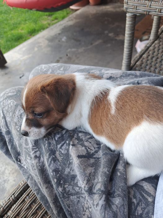 Jack russel terrier