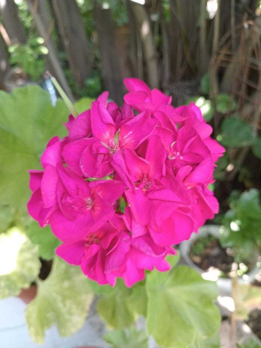 укорененные черенки герани