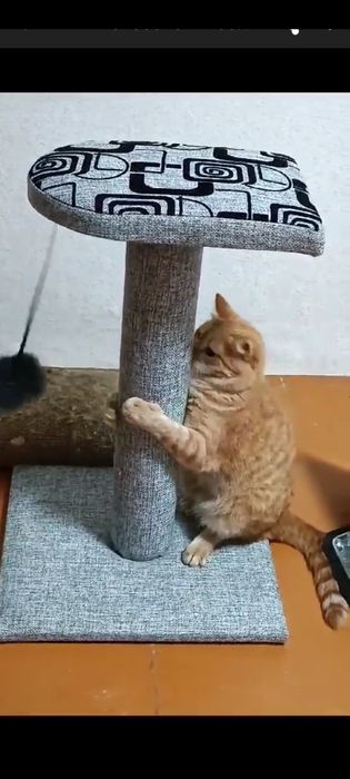 Новые когтеточки.