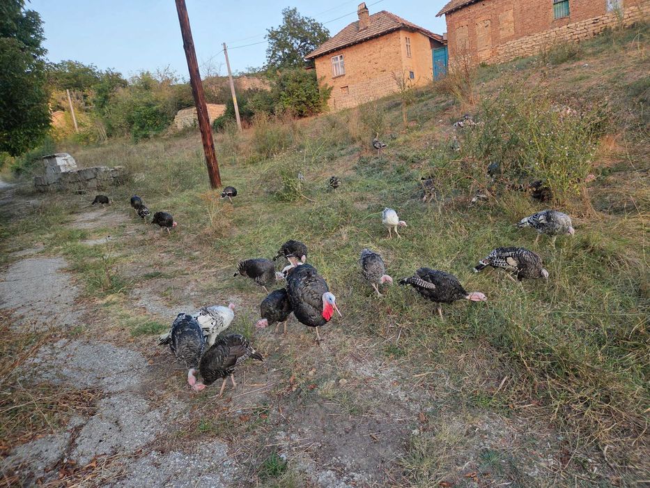 Пуйки  и Пуяци 0 8 8 4 4 1 7 0 6 4