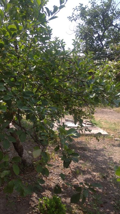 участок земля 3 соток