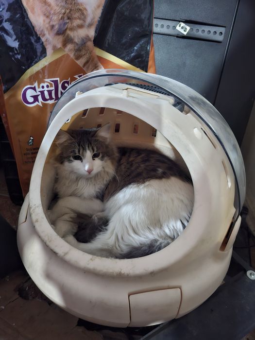 Зотдор хакикий уй мушуги сотилади Тошкенда! Кошка продаётся в Ташкенте