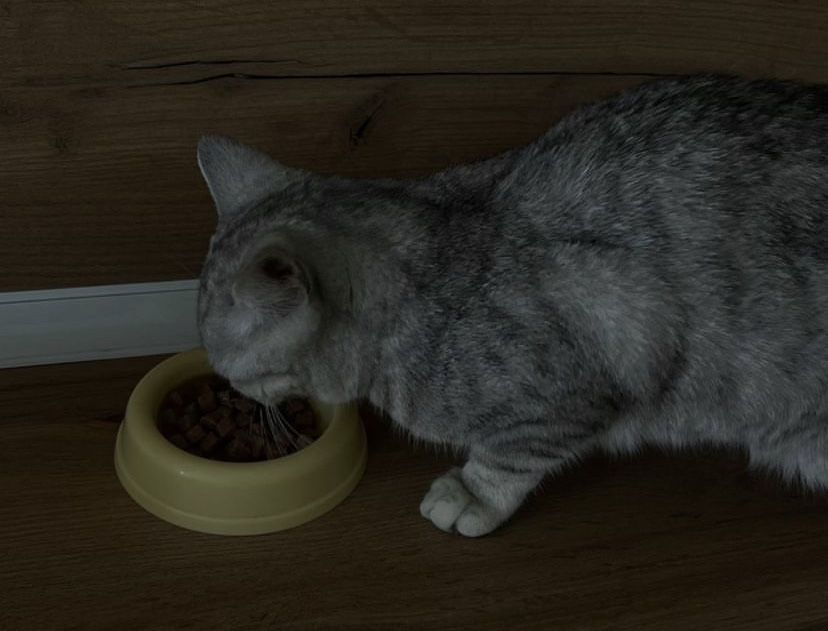 Ухоженная домашная кошка