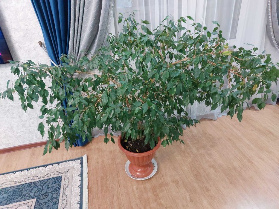 Цветок домашний с горшком
