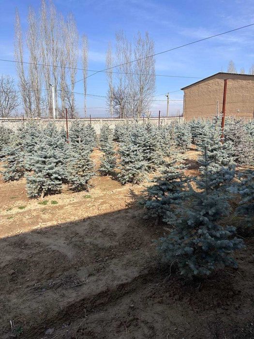 Ель голубая ko'k archalar sotiladi