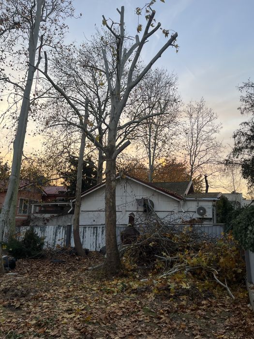 Defrișări , curatenie teren ,curti , tocător crengi , resturi vegetale