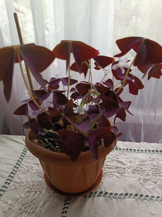 Комнатные растения