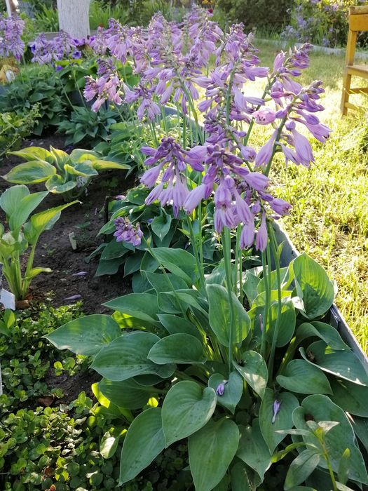 Хоста, вербейник монетчатый