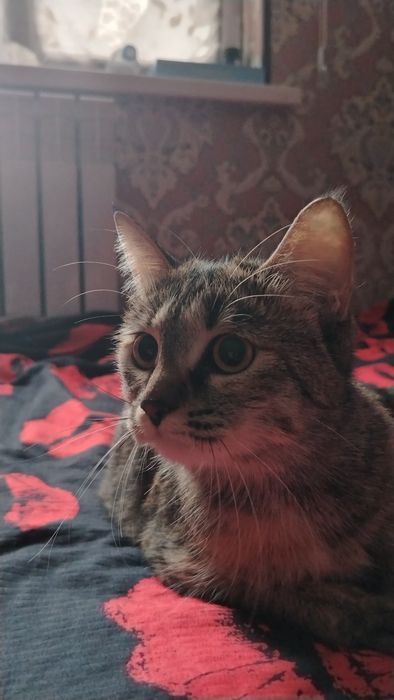 Uy mushugi Scottish stray