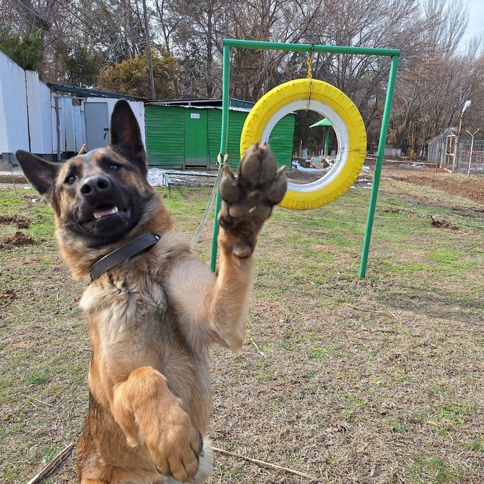 Белгейски овчарка малинуа