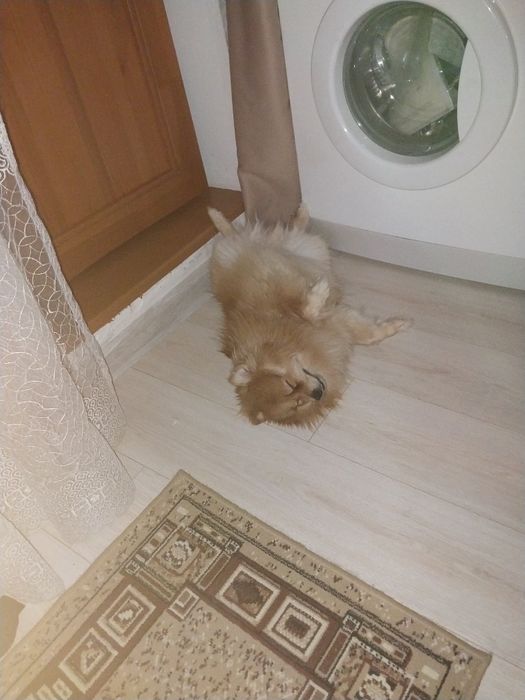 Предлагаем шпица на вязку.