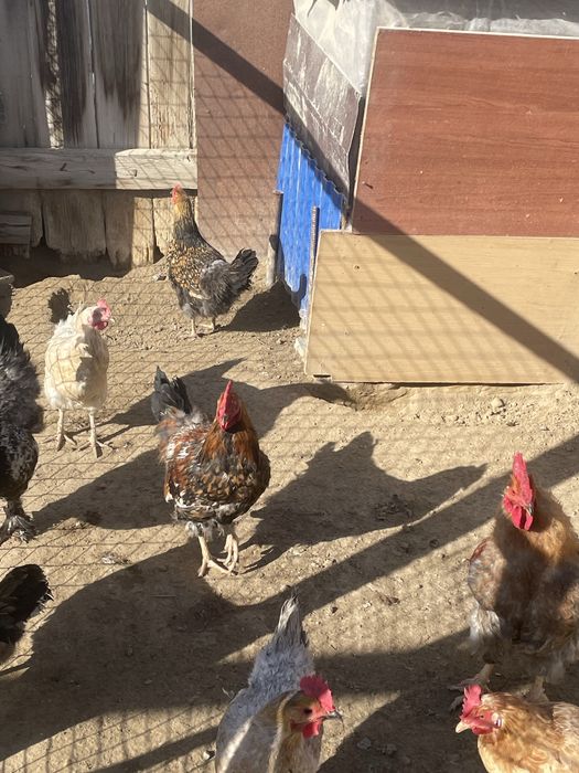 Атештер сатылады