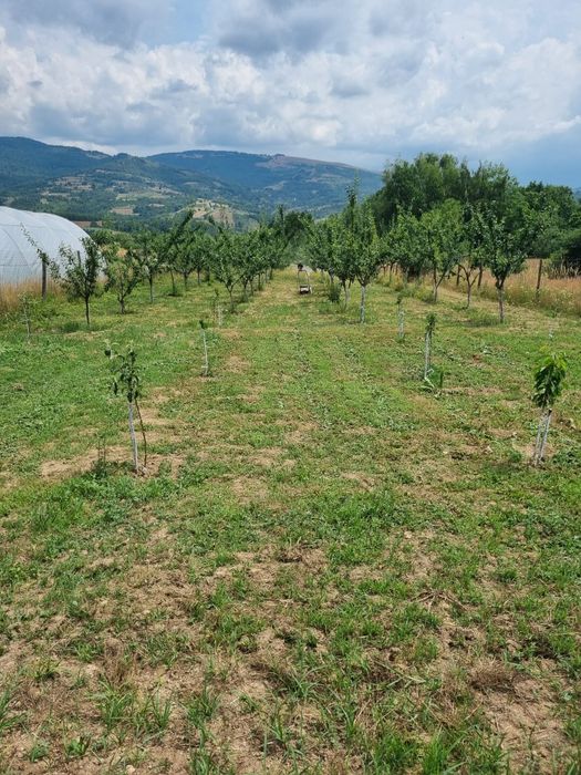 Vand teren intravilan  si extravilan - livada de pruni