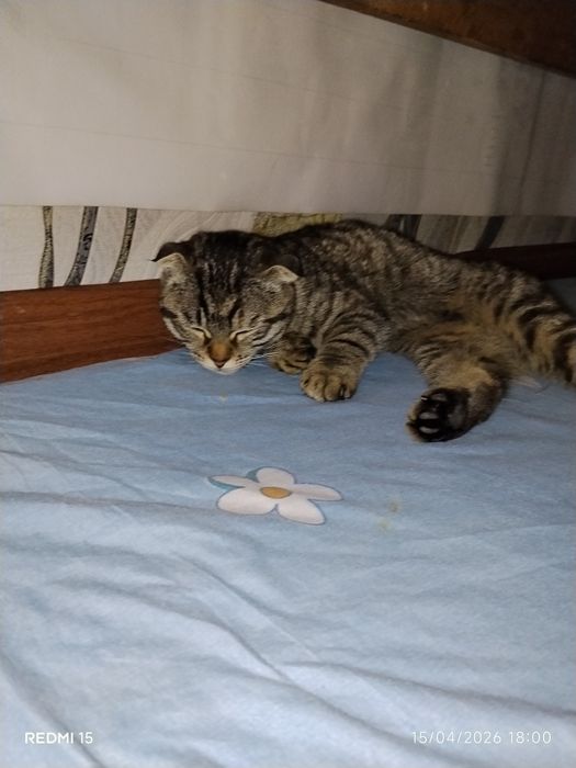 Scotish fold mushuk sotiladi