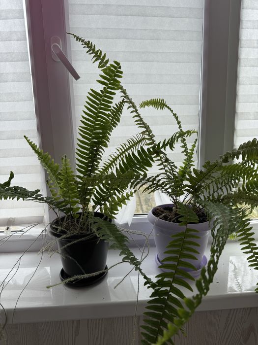 Комнатные цветы папоротник