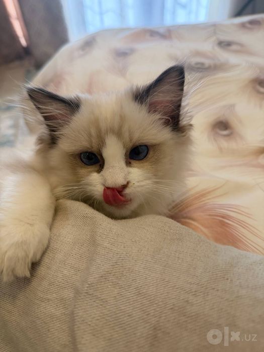 Ragdoll 3 oylik qimmatga sotib olganmiza 2 oylikda pasportlari bor pri