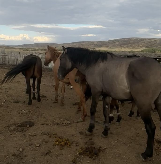 айғыр айгыр жеребец