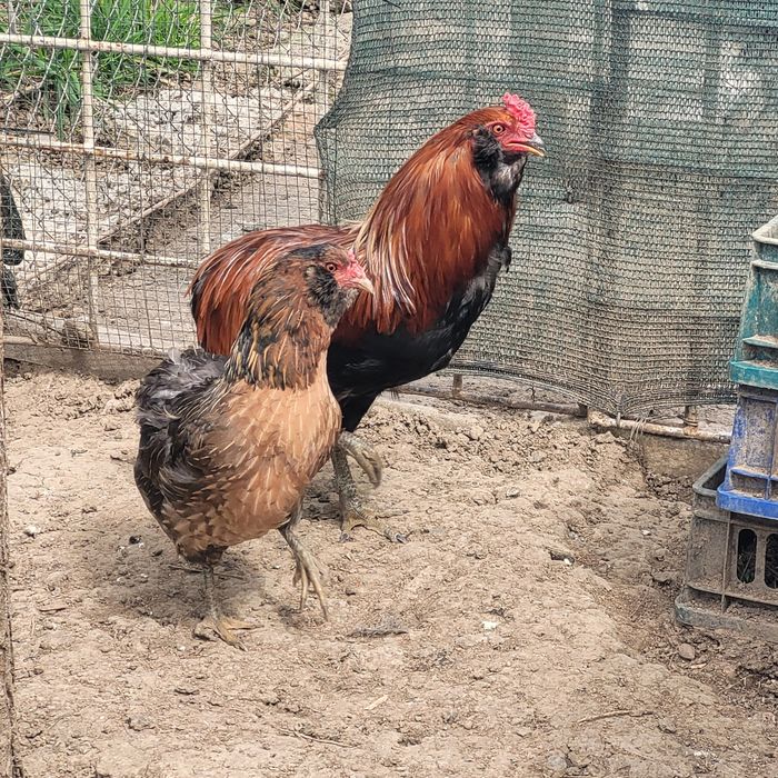 Perche araucane( 1 cocos + 1 gaina)