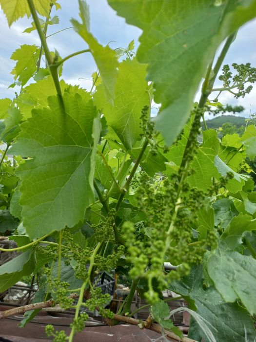 Виноградный лист