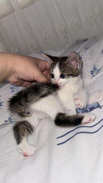 Кошка маленькая ишет дом
