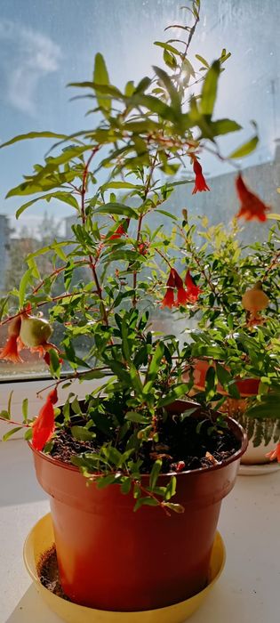 Продам красивые цветы