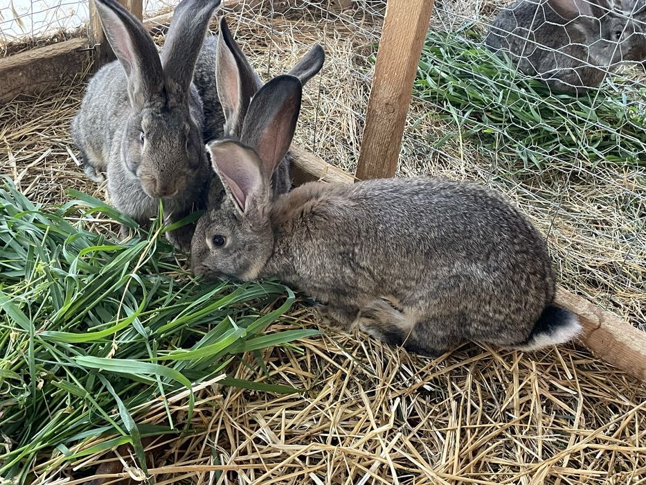 Iepuri Rasă Uriaș German