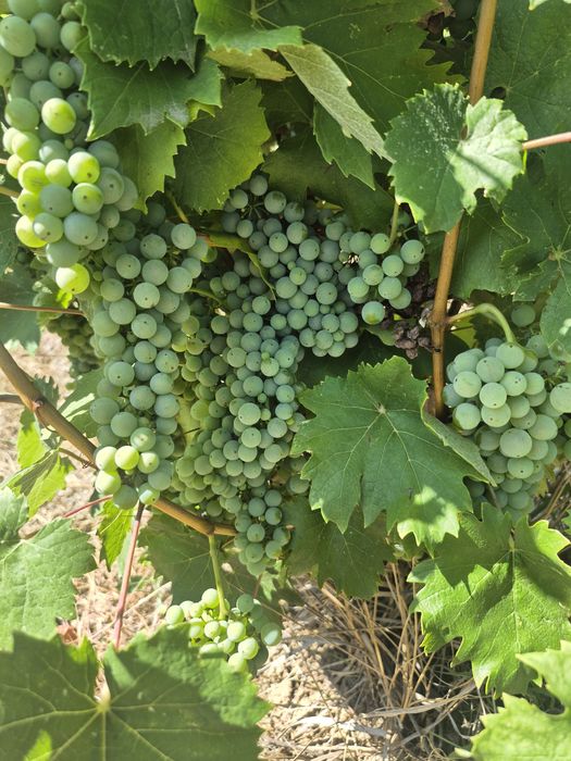 Vie 3.5Ha zona Urechesti Vrancea