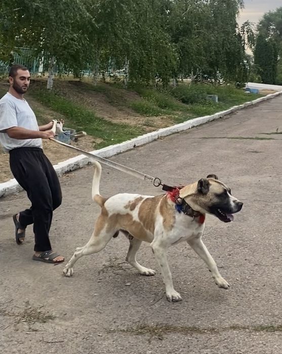 Шерхан легендарный алабай сао