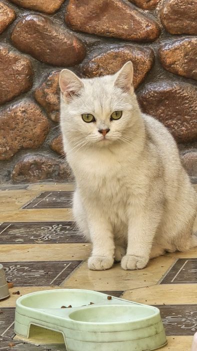 Britan Seribristiy Shenshila toza qon ug'il va qiz