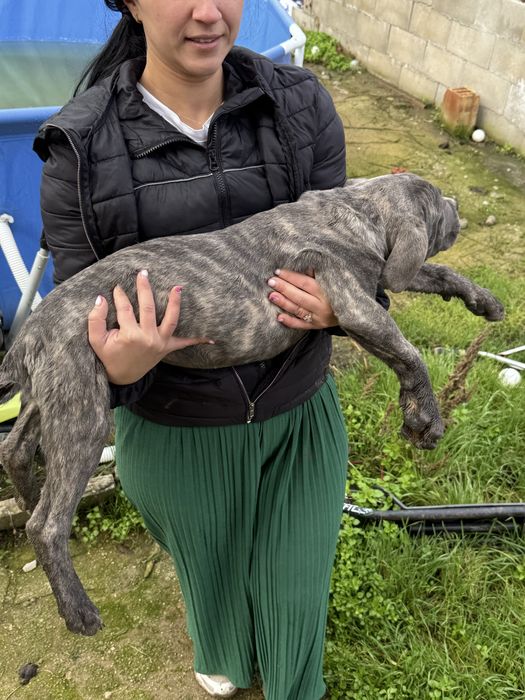 Страхотен подарък за Коледа тигровото момченце