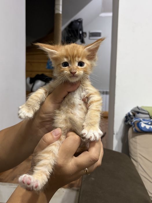 Котята Мейн-Кун 1,5 месяцев