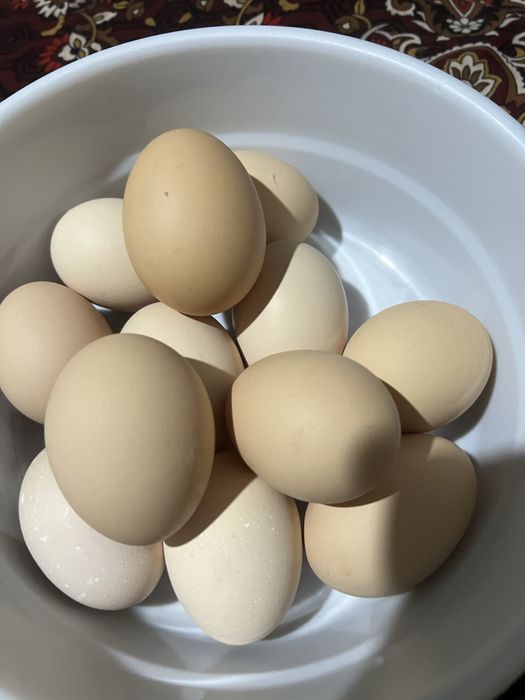 домашнее яйцо uy tuxumi