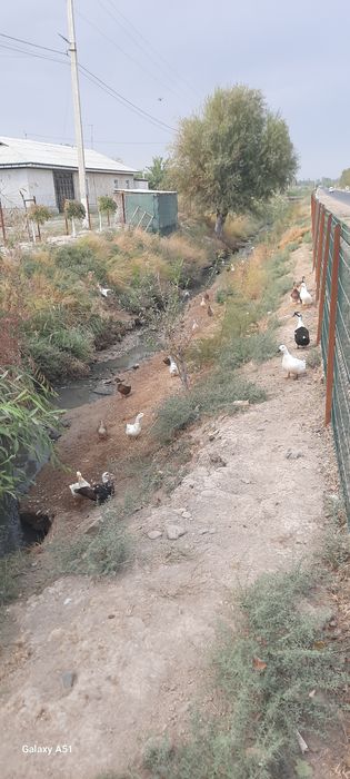 Урдаклар сотилади.