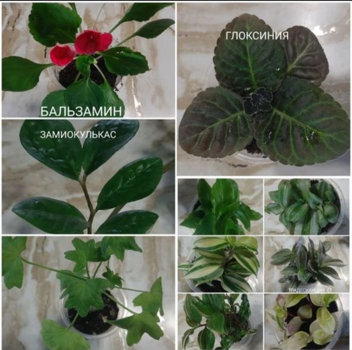 Разные комнатные цветы. По 500тг.